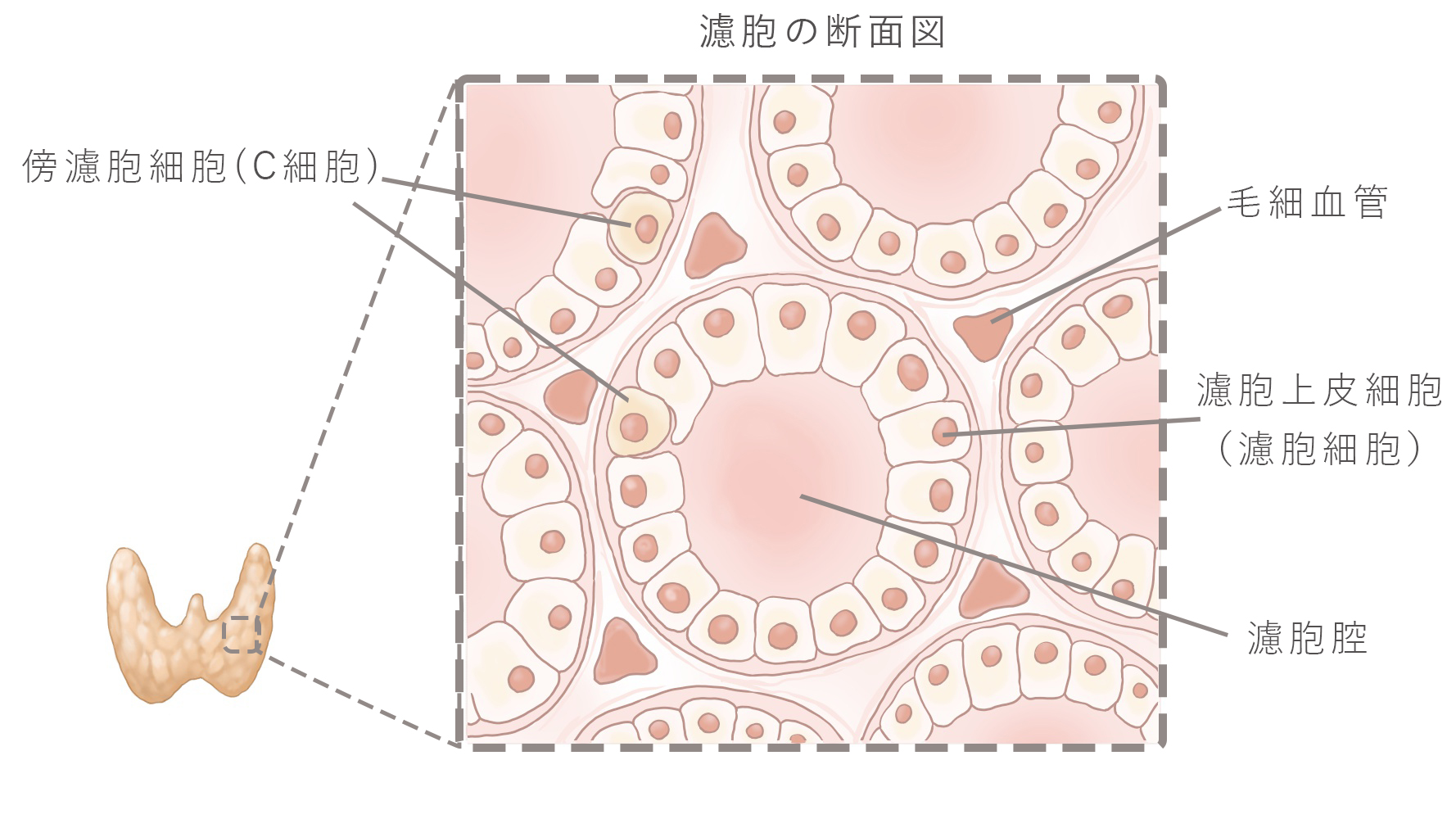 濾胞
