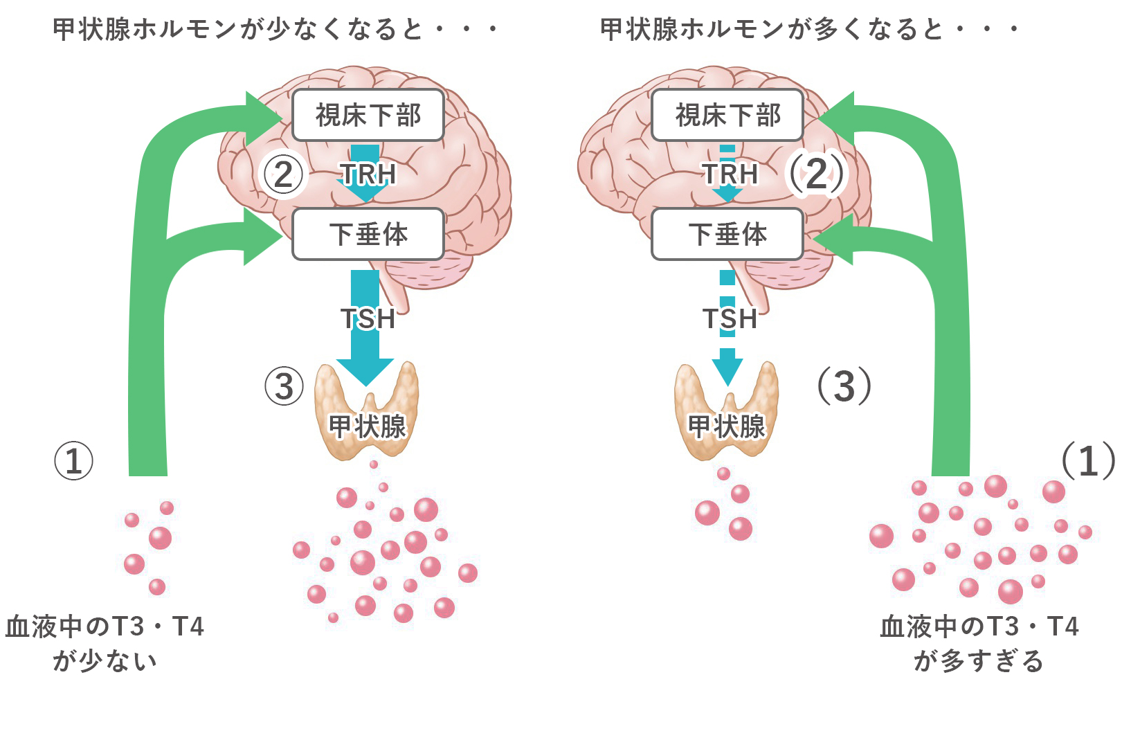 甲状腺ホルモンの働き