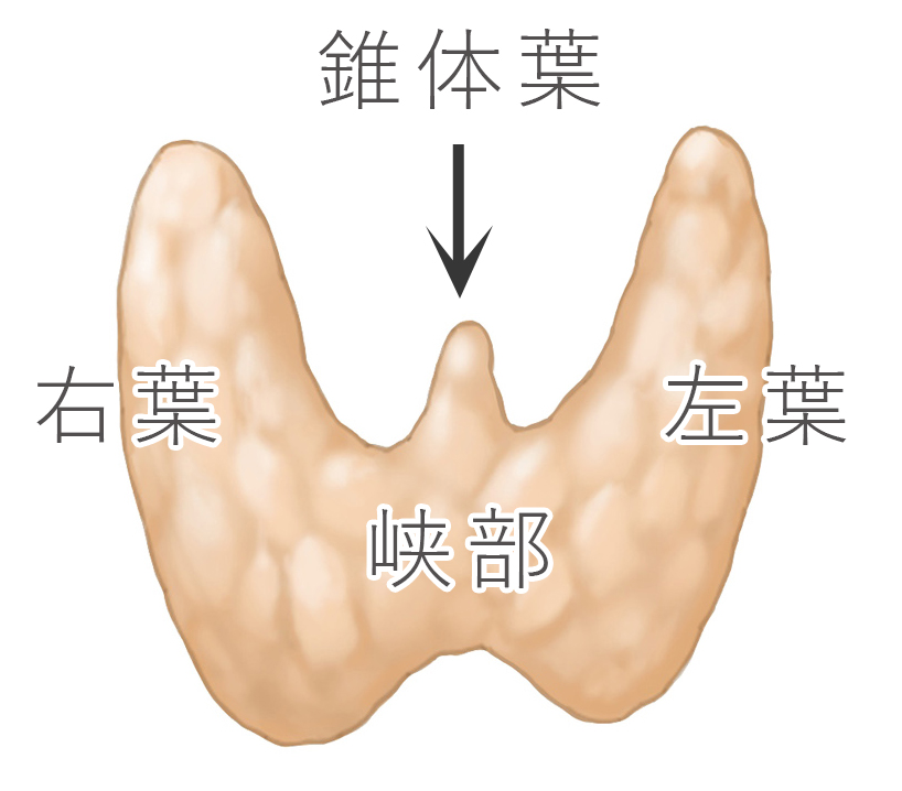 甲状腺の大きさ