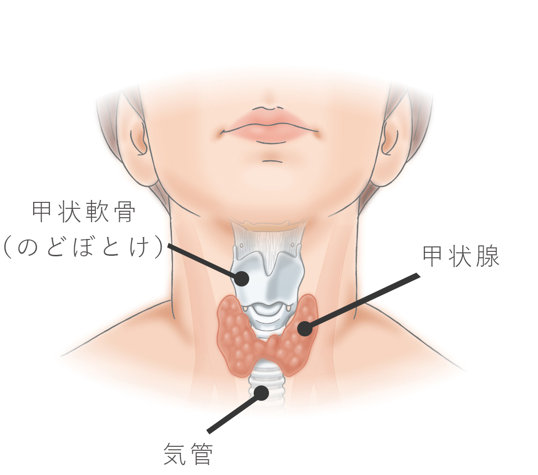 甲状腺の位置